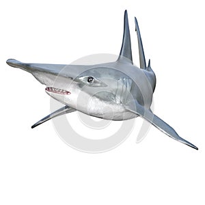 hammerhead shark with jaws open isolated