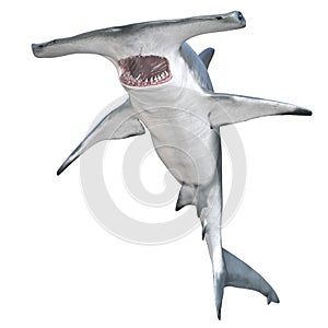 hammerhead shark with jaws open isolated