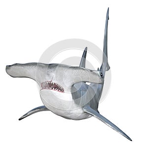 hammerhead shark with jaws open isolated