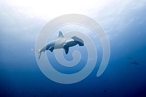 Hammerhead shark malpelo island