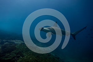 Hammerhead shark malpelo island