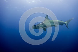 Hammerhead shark malpelo island