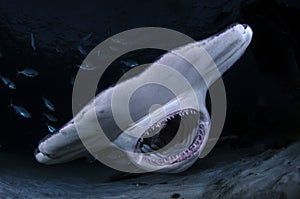 Hammerhead Shark with Open Mouth Showing Teeth in Dark Waters of Bahamas photo