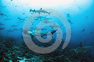 Hammerhead shark school, Darwin Arch, Galapagos