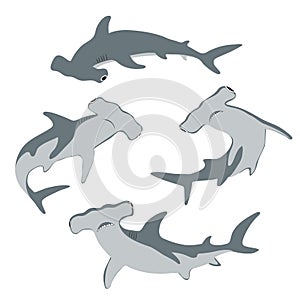 Hammerhead shark set. Vector illustration