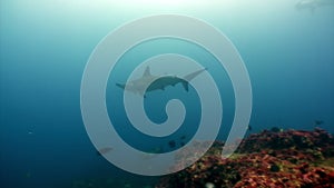 Hammerhead shark in shoal fish underwater lagoon of ocean Galapagos.