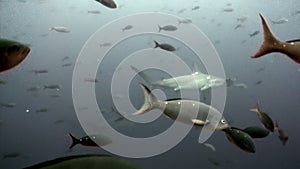 Hammerhead shark in shoal fish underwater lagoon of ocean Galapagos.