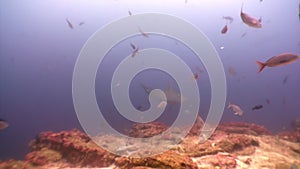 Hammerhead shark in shoal fish underwater lagoon of ocean Galapagos.