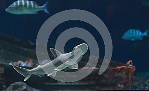 Hammerhead shark, Sphyrna lewini