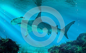 Hammerhead Shark Swimming