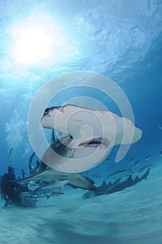 Hammerhead Shark Swimming among Divers in Open Water in Bahamas