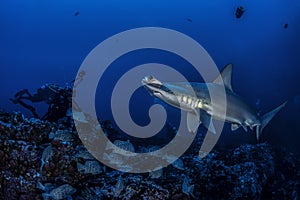 Hammerhead shark swims by divers, Cocos Island, Costa Rica