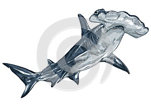 Hammerhead shark. Vector illustration decorative design