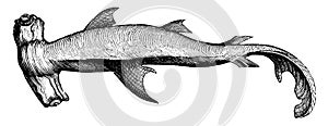 Hammerhead Shark, vintage illustration