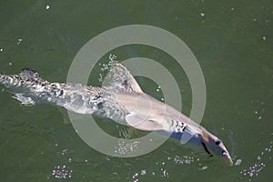 Hammerhead Shark in the Water