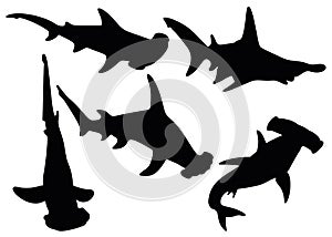 Hammerhead sharks in the set. Predatory fish