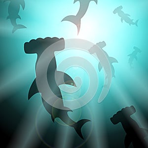 Hammerhead Sharks Underwater