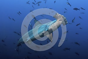 Hammerhead Sphryna lewinii in a blue background