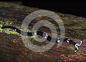 Hammerhead Worm Bipalium sp. Gunung Mulu, Borneo