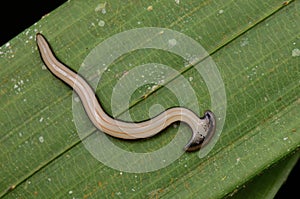 Hammerhead Worm from Borneo