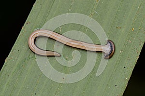 Hammerhead Worm from Borneo