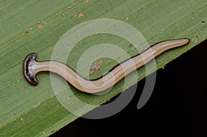 Hammerhead Worm from Borneo