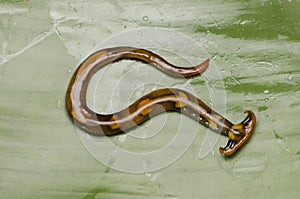 Hammerhead worm on green leaf