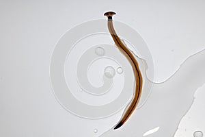 Hammerhead worm parasite.