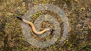 Hammerhead worm