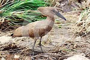 Hammerkop