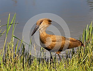 Hammerkop