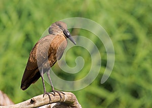 Hammerkop