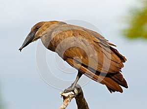 Hammerkop bird