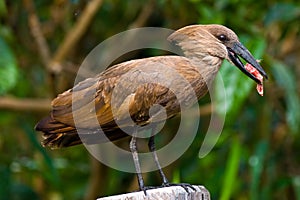 Hammerkop bird