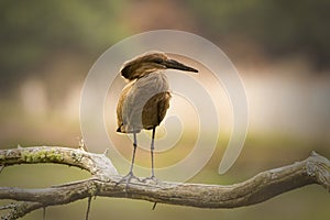 Hammerkop