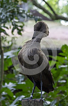 A hammerkop bird preening