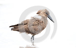 Hammerkop, Botswana