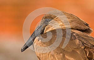Hammerkop Closeup