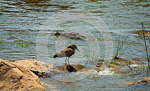 Hammerkop prepared for fishing in the river