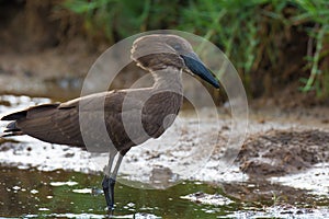 Hammerkop