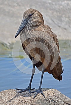 Hammerkop Stork
