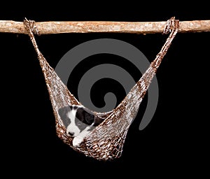 Hammock border collie