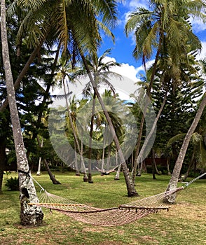 Hammock between coconut trees in tropical paradise