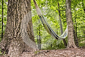 Hammock in the forest photo