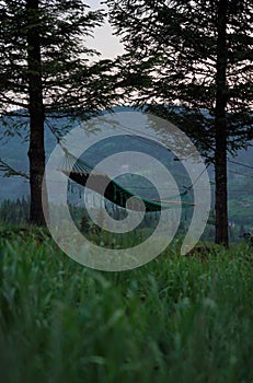 hammock hanged on pine trees on Carpathian mountains in Ukraine