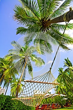 Hammock hanging between palm trees
