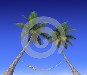 Hammock hanging from palm trees