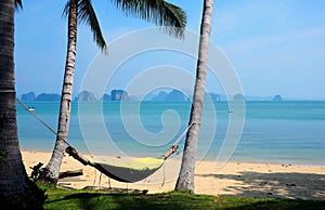 Hammock hanging between palm trees on beach