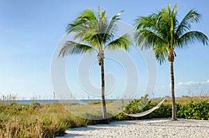 Hammock hanging between tall palm trees