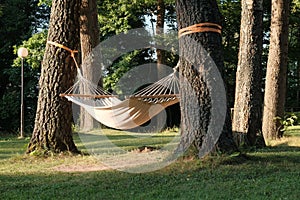 Hammock hanging between the trees in beautiful forest at summer sunny day.